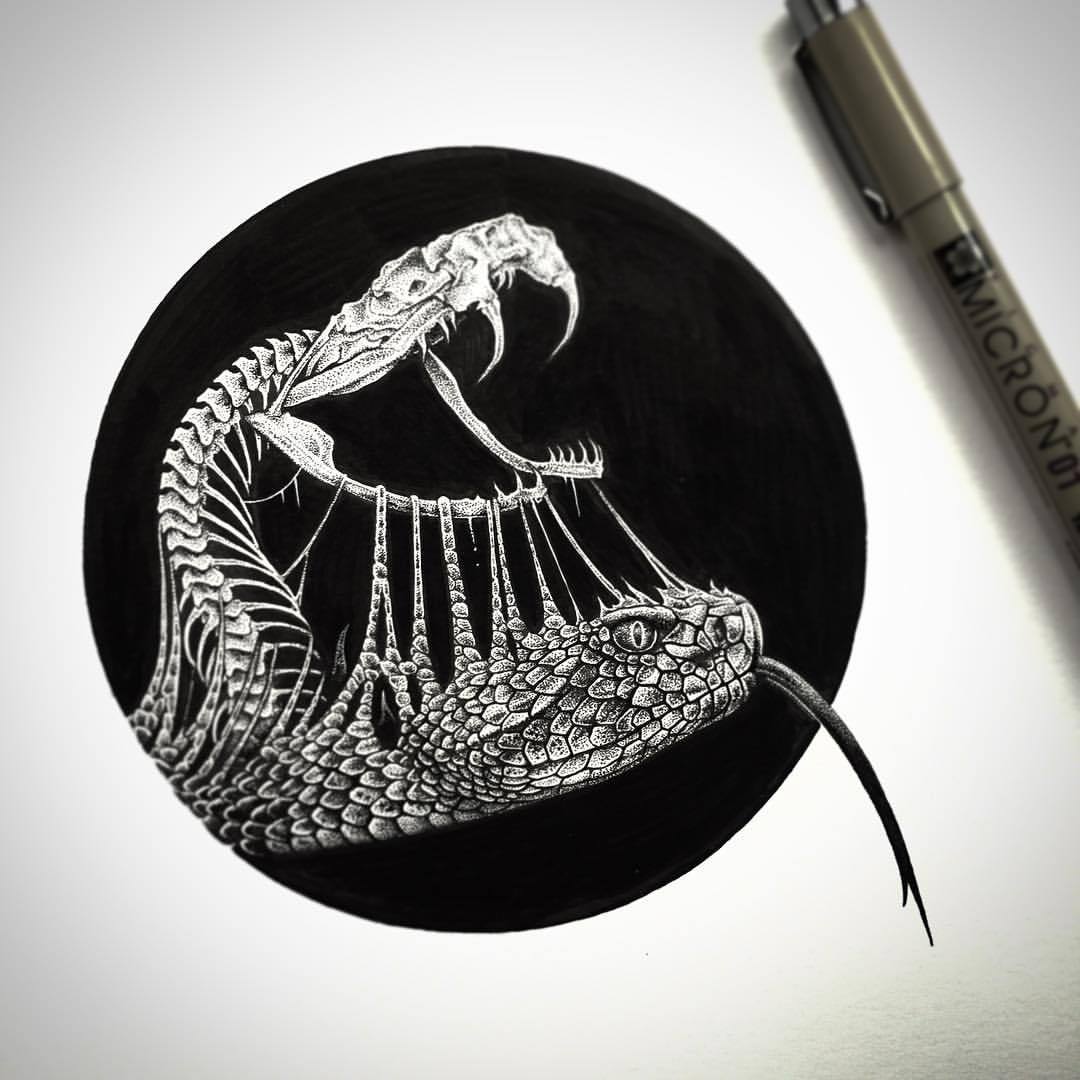 Snake Skeleton Drawing at Explore collection of