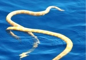 300x210 sea snake skeleton labelled diagram of sea snake best images - Snake Skeleton Drawing