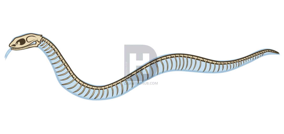 1080x510 Snake Anatomy Drawing, Step - Snake Skeleton Drawing