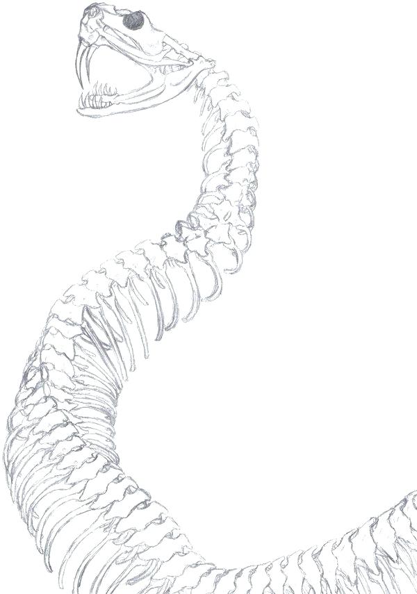 600x855 snake spine skeleton of a snake snake spine osrs baophapluat club - Snake Skeleton Drawing