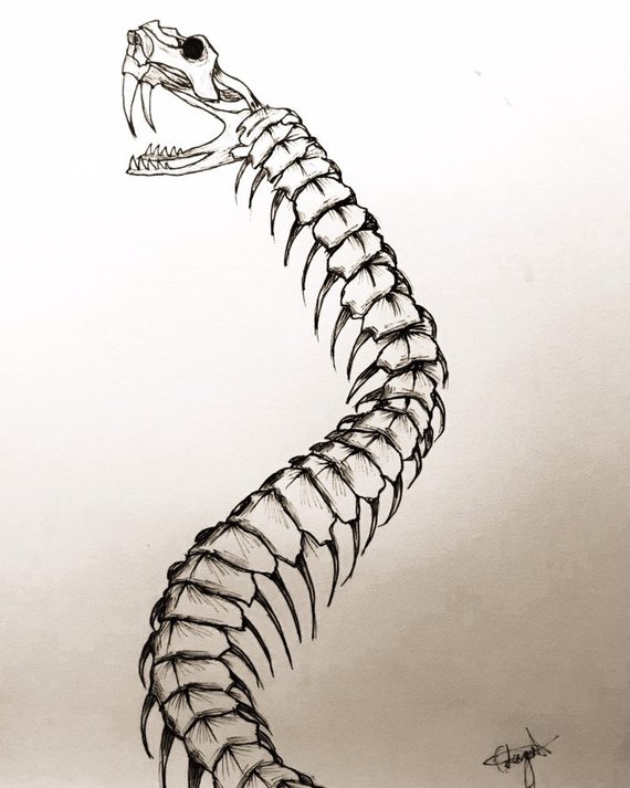 Snake Skeleton Drawing at PaintingValley.com | Explore collection of