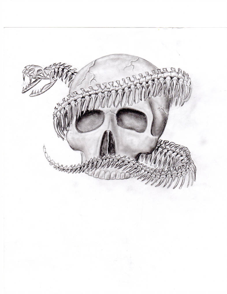 786x1017 Snake Skeleton And Skull - Snake Skeleton Drawing