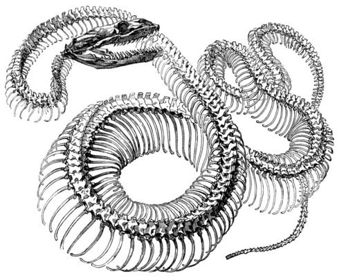 500x402 snake bones cool stuff skeleton drawings, snake art, skeleton art - Snake Skeleton Drawing