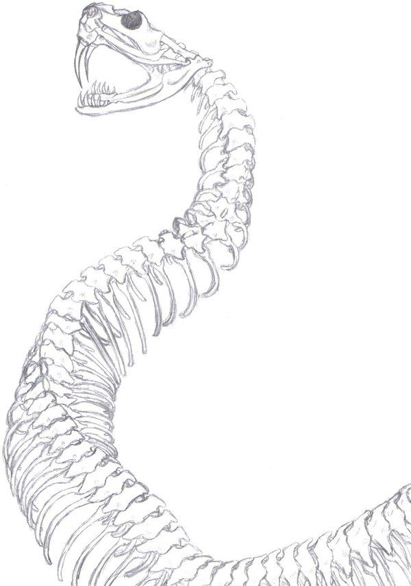 600x855 Snake Skeleton Spine Drawing - Snake Skeleton Drawing