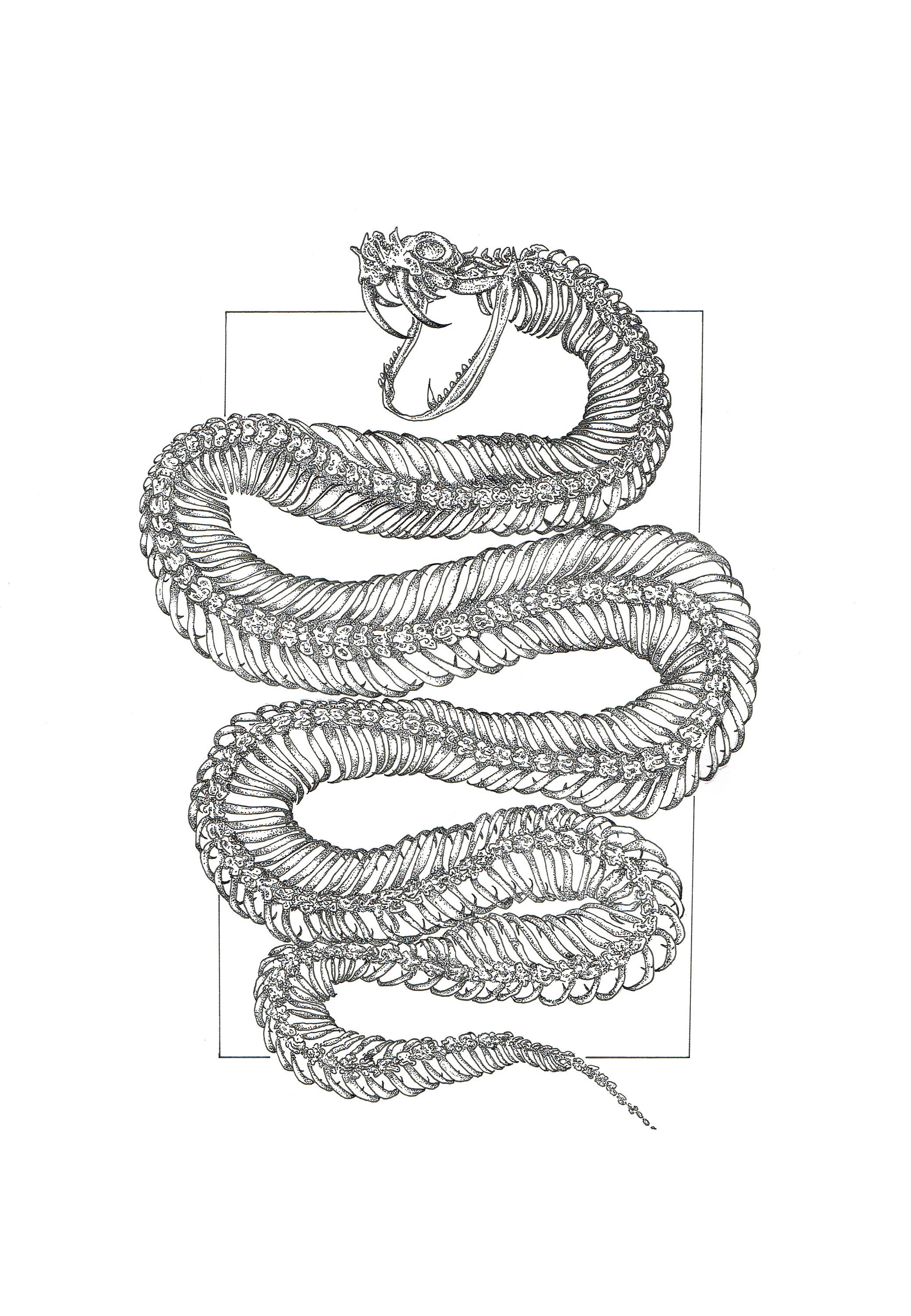 Snake Skeleton Drawing at Explore collection of