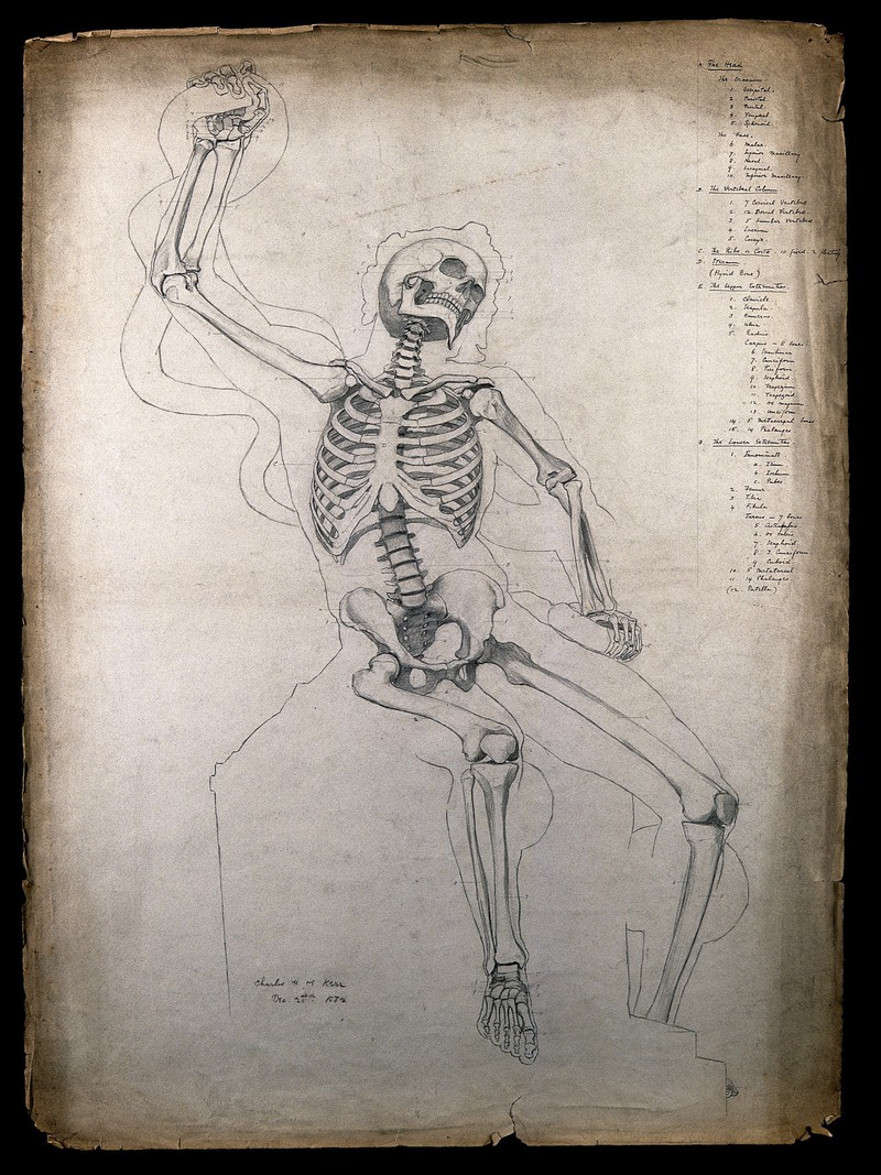 800x1067 A Seated Skeleton, Wrestling With A Snake Pencil Drawing - Snake Skeleton Drawing