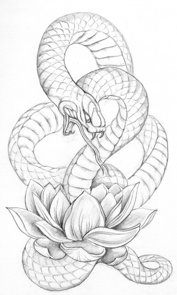 Snake With Mouth Open Drawing at Explore