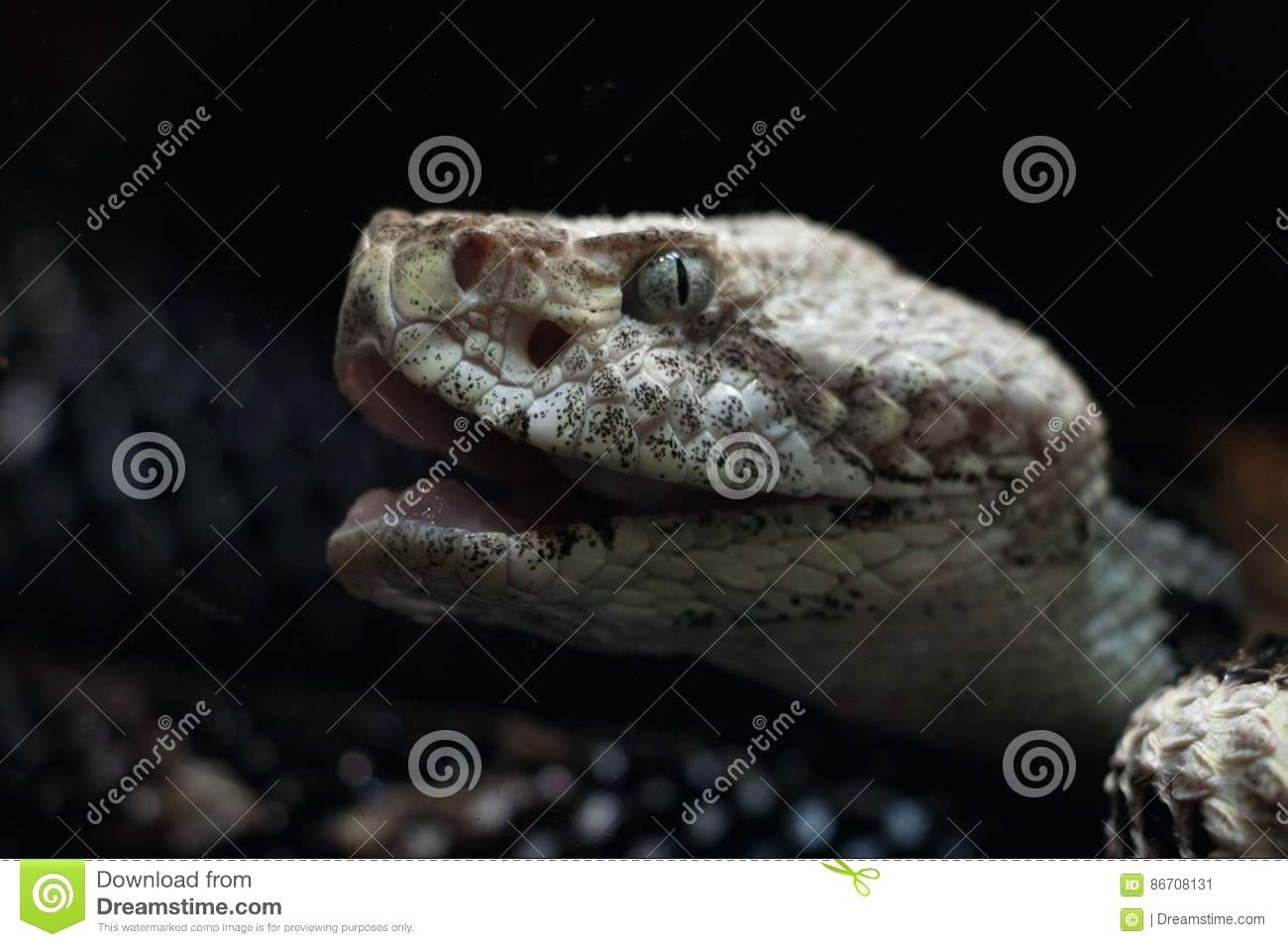 1300x956 snake mouth snake snake open mouth images truecallerengine club - Snake With Mouth Open Drawing