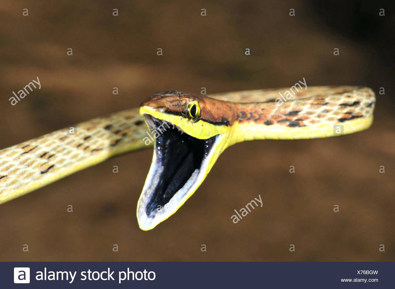 1300x953 snakes mouth open snake mouth open wide lucajarvis club - Snake With Mouth Open Drawing