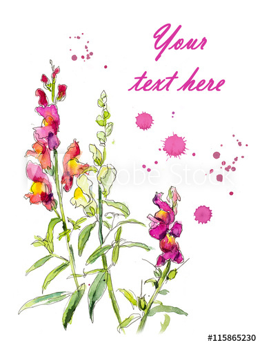 377x500 bouquet from snapdragon flowers background, watercolor - Snapdragon Drawing