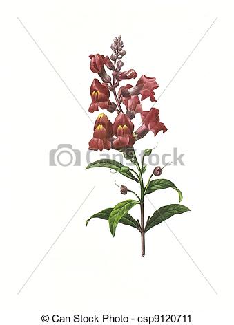 339x470 common snapdragon clipart - Snapdragon Drawing