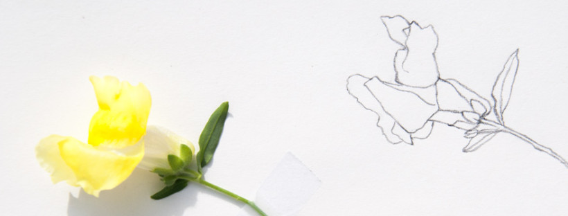 820x312 daily sketch snapdragon - Snapdragon Drawing