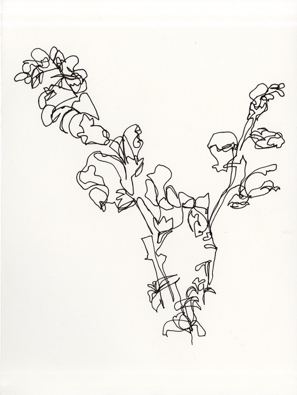 1000x1329 drawing painting jessica lynn foster - Snapdragon Drawing