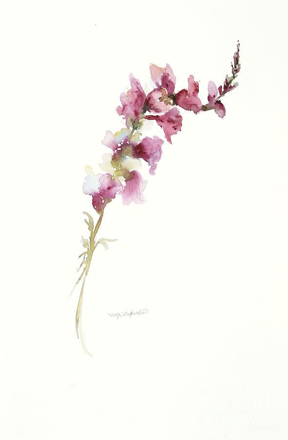 590x900 single stem snapdragon painting - Snapdragon Drawing
