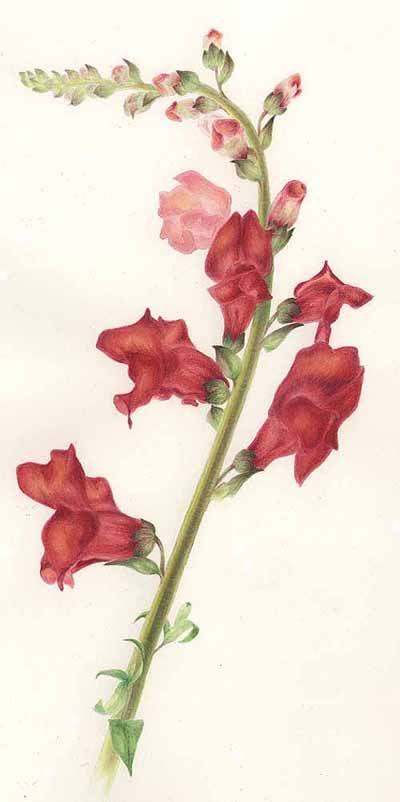 400x802 snapdragon botanical print - Snapdragon Drawing
