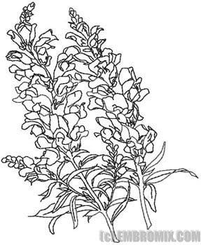 287x350 snapdragon clipart black and white - Snapdragon Drawing