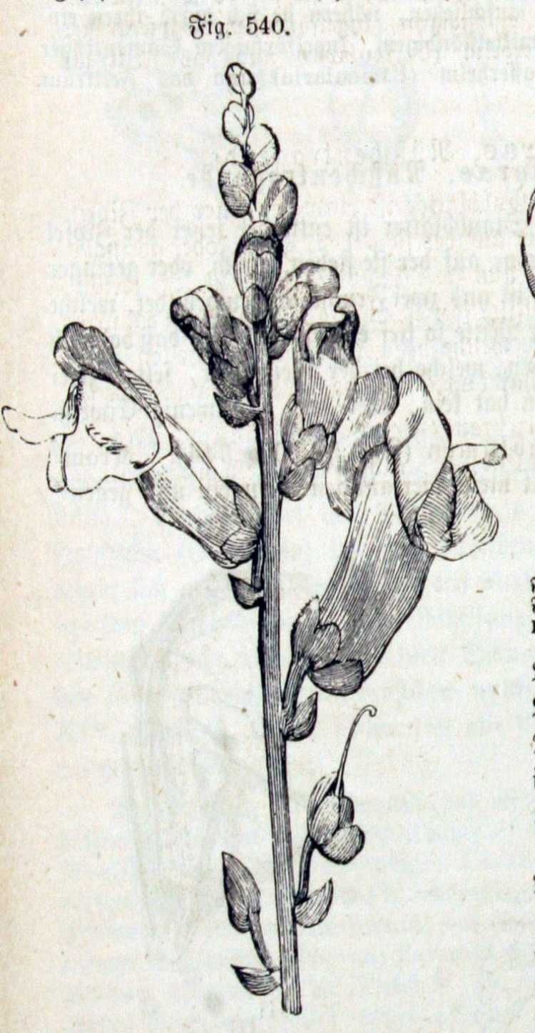 750x1447 snapdragon drawing painting and drawing in drawings - Snapdragon Drawing