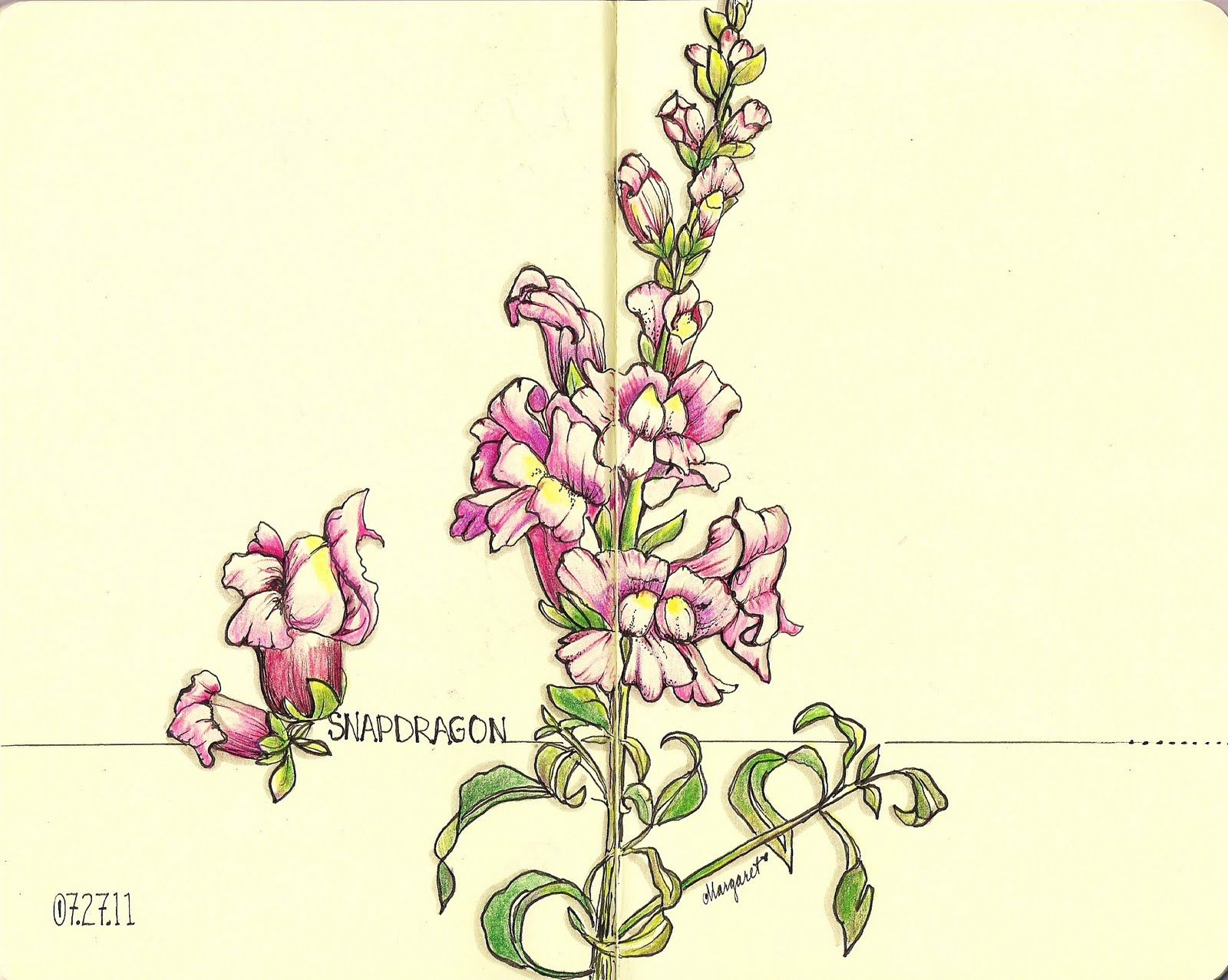 1600x1277 snapdragon flower drawing colour pencil flower drawings pencil - Snapdragon Drawing