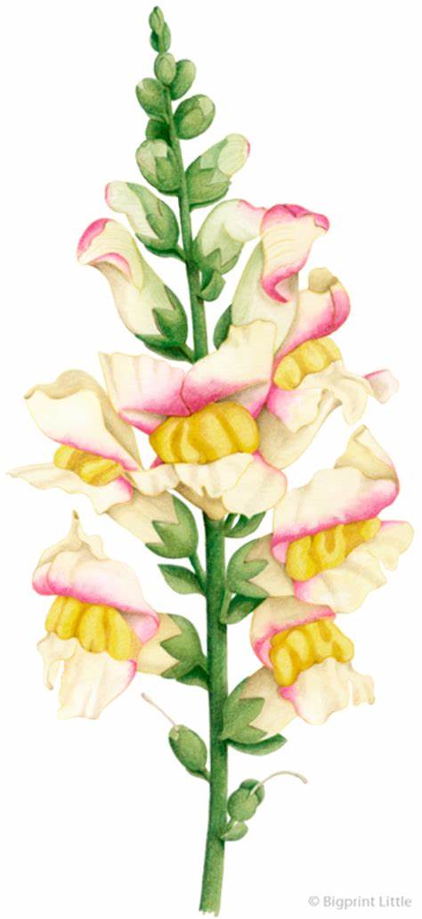 474x1031 snapdragon flower drawing gtgt - Snapdragon Drawing