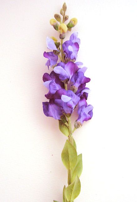 440x650 snapdragon flower tattoo group with items - Snapdragon Drawing