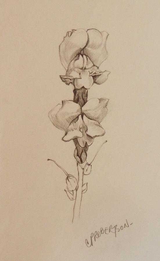 551x900 the snapdragon drawing - Snapdragon Drawing