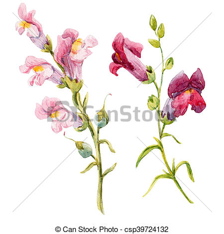 450x470 watercolor snapdragon flower watercolor hand drawn two pink - Snapdragon Drawing
