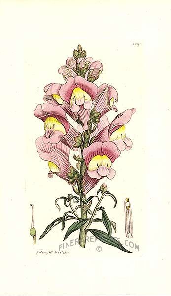 347x600 antique print picture of great snapdragon - Snapdragon Drawing