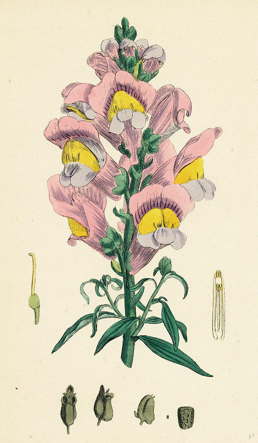 Snapdragon Drawing at Explore collection of
