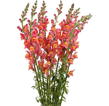 350x340 buy orange snapdragon wholesale flower for wedding - Snapdragon Flower Drawing