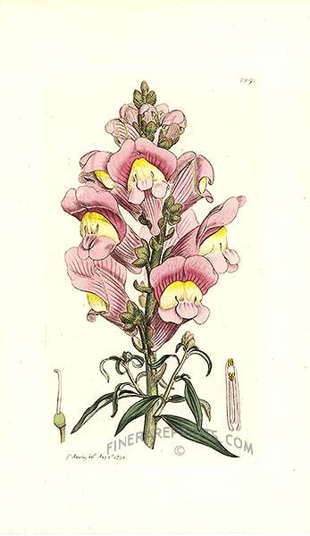 347x600 images of snapdragon flower drawing - Snapdragon Flower Drawing