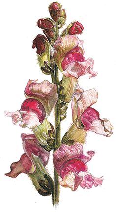 236x432 snapdragon clipart snapdragon flower - Snapdragon Flower Drawing