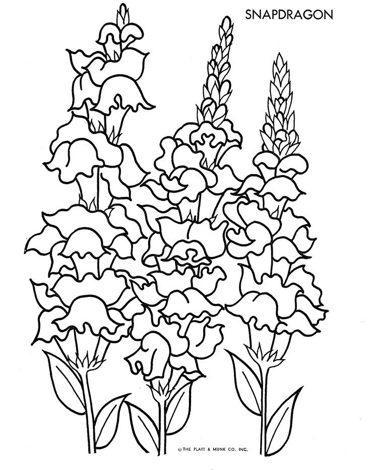 734x931 snapdragon drawing free download - Snapdragon Flower Drawing