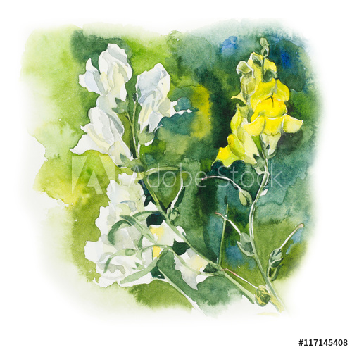 500x497 snapdragon flowers background, watercolor composition decoration - Snapdragon Flower Drawing