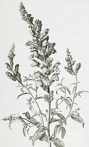 183x300 snapdragons drawings fine art america - Snapdragon Flower Drawing