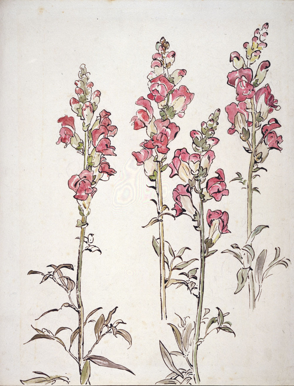 1000x1311 beatrix potter nature's lessons - Snapdragon Flower Drawing