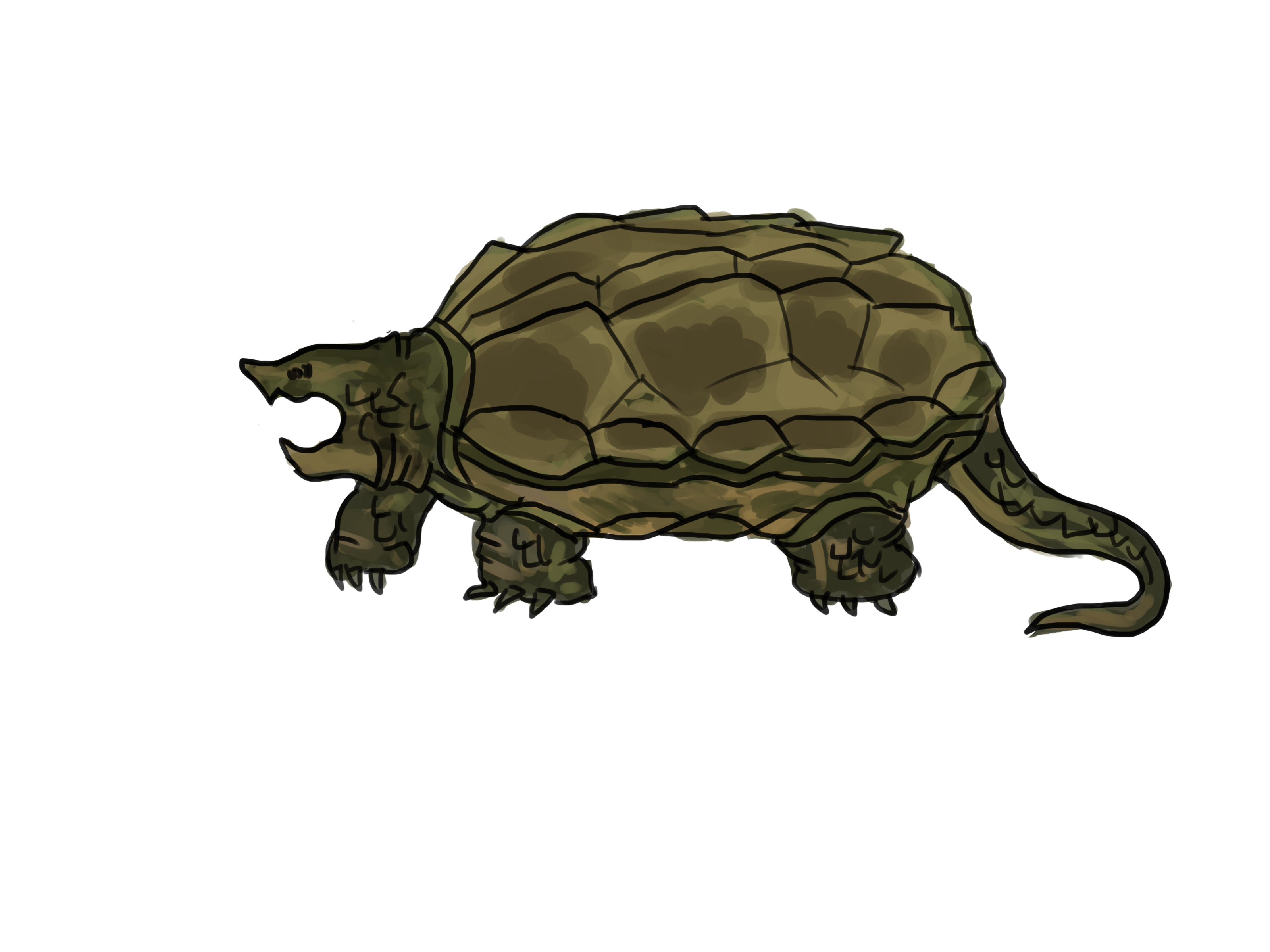 Snapping Turtle Drawing.