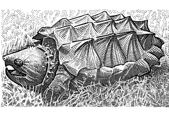 553x369 german efficiency is no match for this cold blooded assailant - Snapping Turtle Drawing
