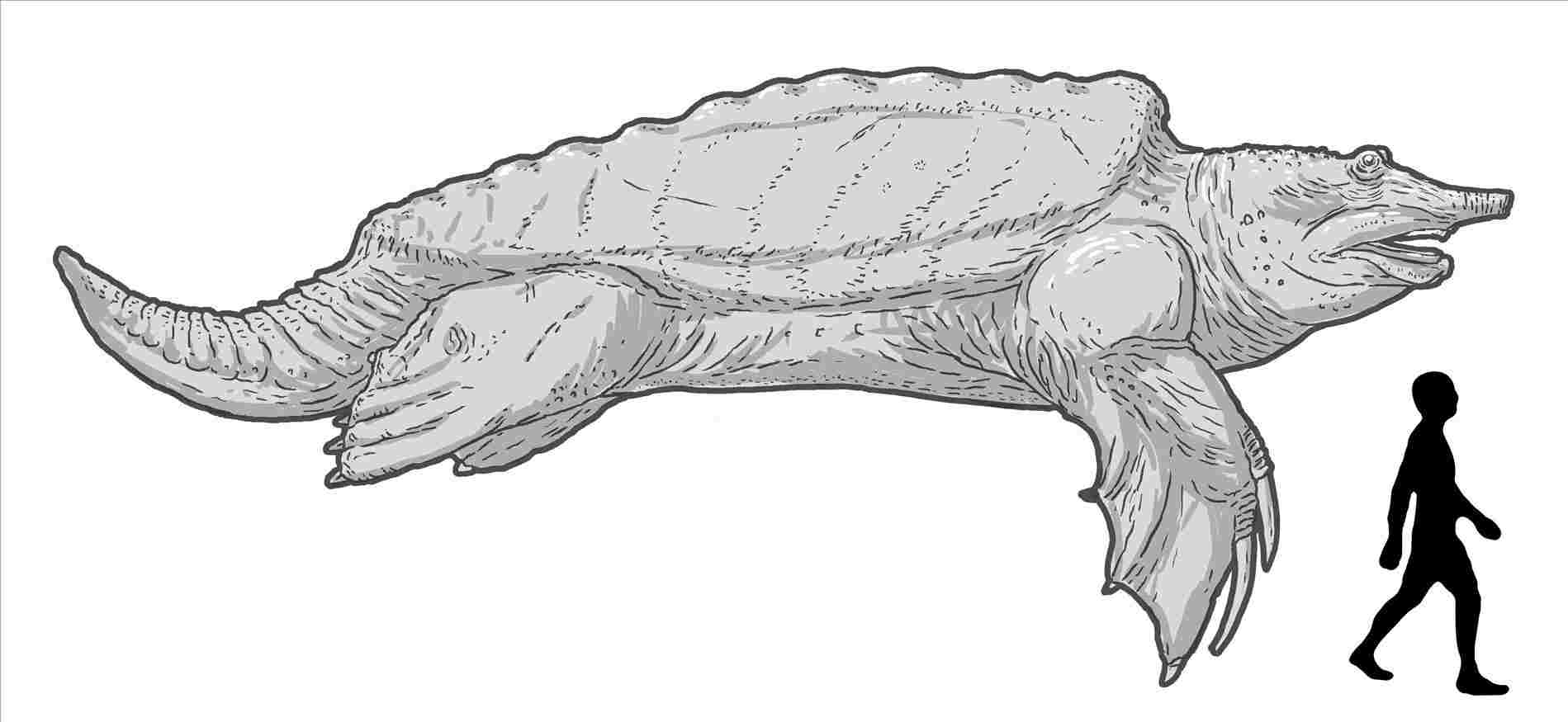 1899x875 giant turtle drawing - Snapping Turtle Drawing