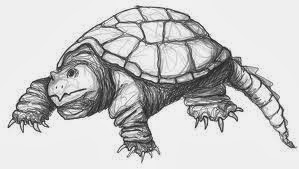 299x169 how did snapping turtles get their name swimming uvac - Snapping Turtle Drawing