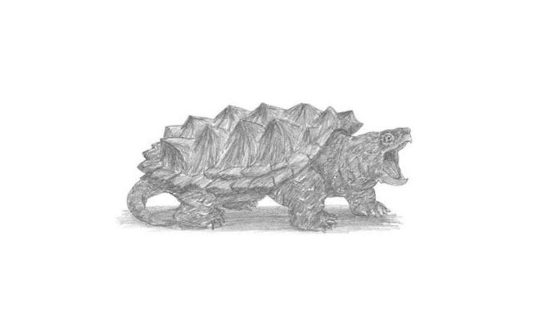 800x480 how to draw an alligator snapping turtle - Snapping Turtle Drawing