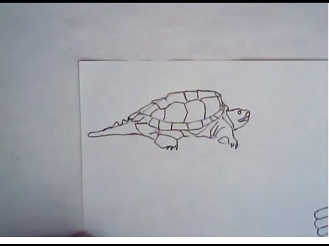 480x360 how to draw an alligator snapping turtle - Snapping Turtle Drawing