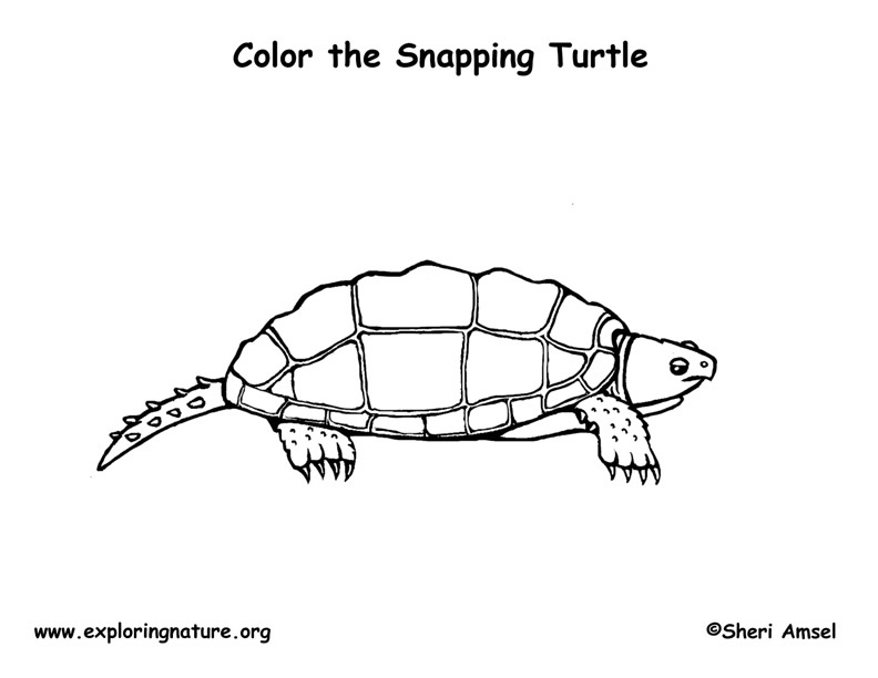 792x612 snapping turtle drawing - Snapping Turtle Drawing