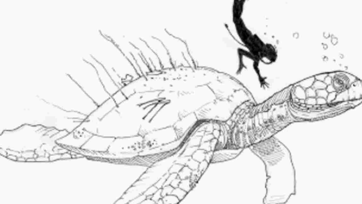 1471x828 of conservationrhmdcmogov common giant turtle drawing snapping - Snapping Turtle Drawing