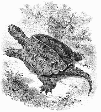 385x425 snapping turtle drawing - Snapping Turtle Drawing