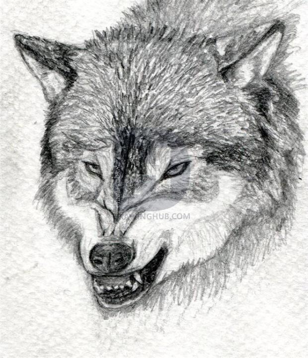 620x720 How To Draw A Growling Wolf, Step - Snarling Wolf Drawing