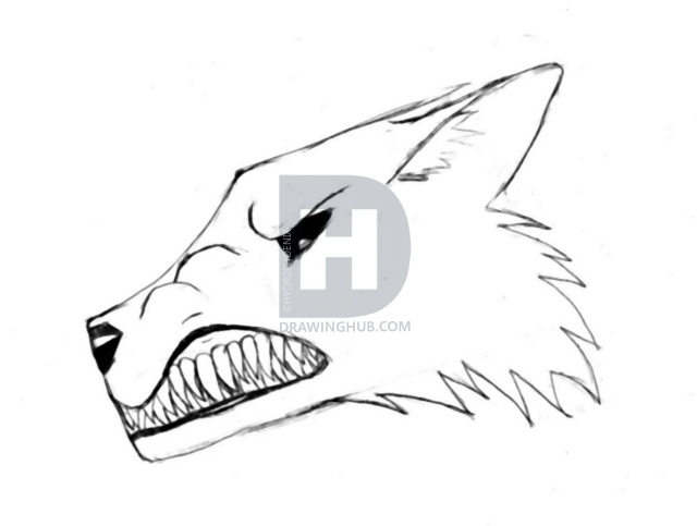 640x483 How To Draw A Snarling Wolf, Step - Snarling Wolf Drawing