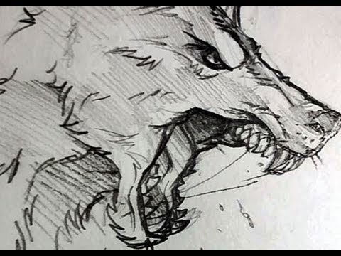 480x360 How To Draw A Wolf Head, Werewolf Head, Pencil Work, Step - Snarling Wolf Drawing