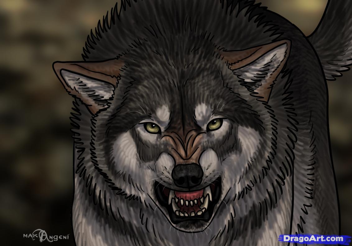 Snarling Wolf Drawing at Explore collection of