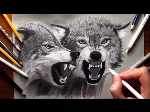 480x360 Pencil Drawing Two Growling Wolves - Snarling Wolf Drawing