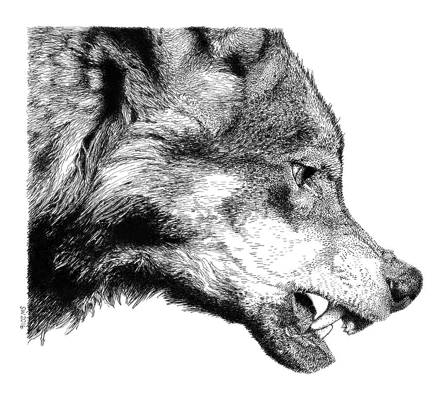 900x799 Snarling Wolf Drawing - Snarling Wolf Drawing